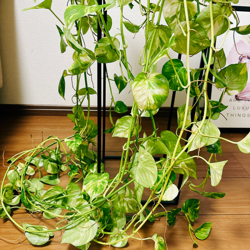 現品］ボリューム満点！ ポトス フラッシュ 5号 観葉植物 ハンギング