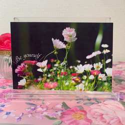 【No.022】花 フラワー コスモス 写真 ポストカード1枚　裏無地 1枚目の画像