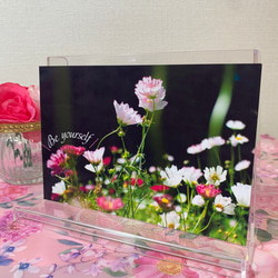 【No.022】花 フラワー コスモス 写真 ポストカード1枚　裏無地 2枚目の画像