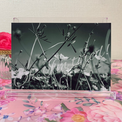 【No.025】花 モノクロ 白黒ポストカード1枚　裏無地 1枚目の画像