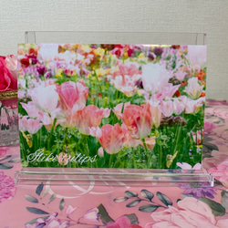 【No.030】花 チューリップ カラフル フラワーアート ポストカード1枚　裏無地 1枚目の画像