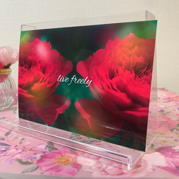 【No.031】花 薔薇 バラ 赤色 ポストカード1枚　裏無地 2枚目の画像