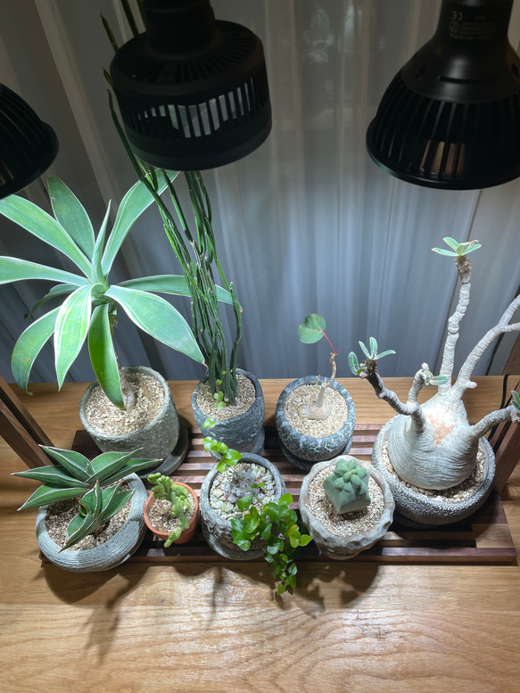 植物育成LEDライトスタンド（ウォールナット無垢） 3枚目の画像