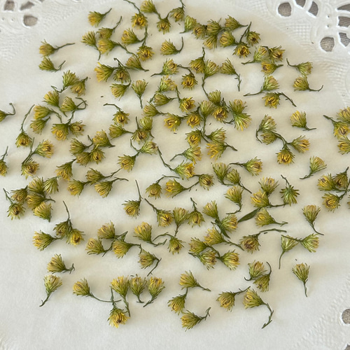 初出店❣️小さな黄色のお花のパーツ❤️ハンドメイド花材ドライ  