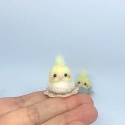 ミニオカメインコさん♡ 1枚目の画像