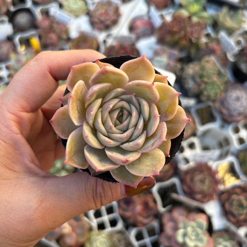 多肉植物 オウンスロー その他インテリア雑貨 mugi-moko 通販 多肉植物 オウンスロー その他インテリア雑貨 mugi-moko 通販