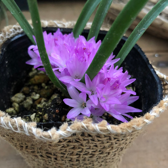 エンシフォリアピンク♡ポリキセナ♡ 毎年咲きます♡秋植え球根♡ガーデニング 7枚目の画像