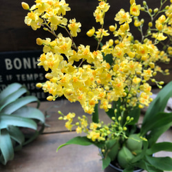 大量増えすぎ特別価格】多肉植物セダム 桜色カリシア200カット【育成