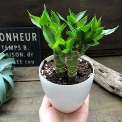 キングバンブー♡縁起の良い植物♡風水♡観葉植物 5枚目の画像