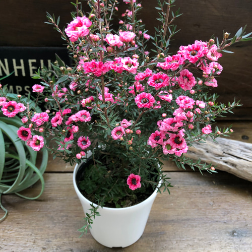 白鉢♡ギョリュウバイ八重咲き♡ピンク♡ガーデニング アートフラワー