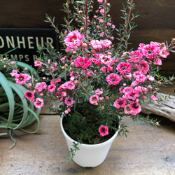 白鉢♡ギョリュウバイ八重咲き♡ピンク♡ガーデニング アートフラワー