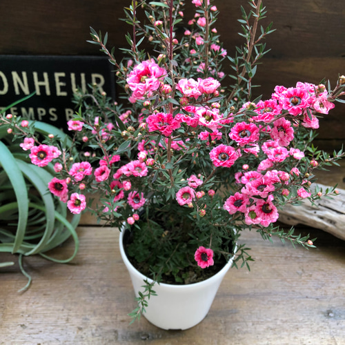 白鉢♡ギョリュウバイ八重咲き♡ピンク♡ガーデニング アートフラワー