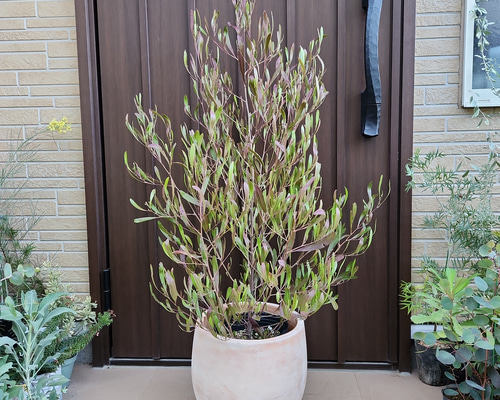 ドドナエア　プルプレア　スクエア型石膏鉢植え　苗　カラーリーフ ドドナエア プルプレア スクエア型石膏鉢植え 苗 カラーリーフ