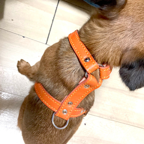 小型犬 ハーネス 胴輪 革 サイズオーダー：H2タイプ リード