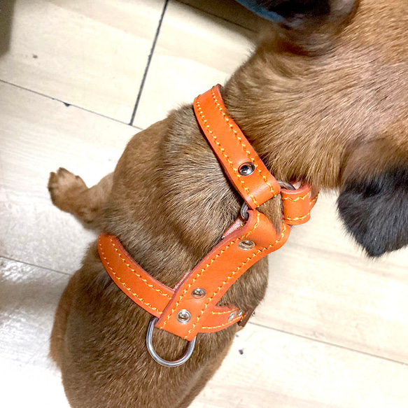 小型犬 ハーネス 胴輪 革 サイズオーダー：H2タイプ 9枚目の画像