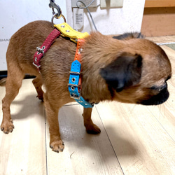 小型犬 ハーネス 胴輪 革 サイズオーダー：H3タイプ 7枚目の画像