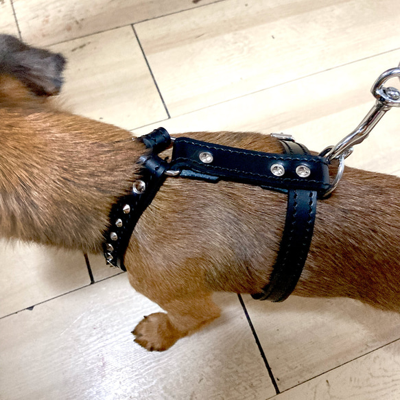 小型犬 ハーネス 胴輪 革 サイズオーダー：HXタイプ 8枚目の画像