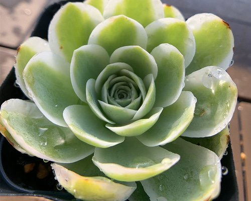 706.多肉植物 寄せ植え グリーノビア属 オーレア覆輪錦（単） 抜き苗