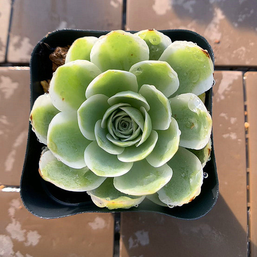 706.多肉植物 寄せ植え グリーノビア属 オーレア覆輪錦（単） 抜き苗