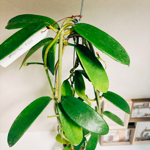 【ポットごと】ホヤ　メリフルア　hoya　meliflua 楽天市場】（観葉植物）ホヤ メリフルア 3号（1鉢） : charm 楽天市場店