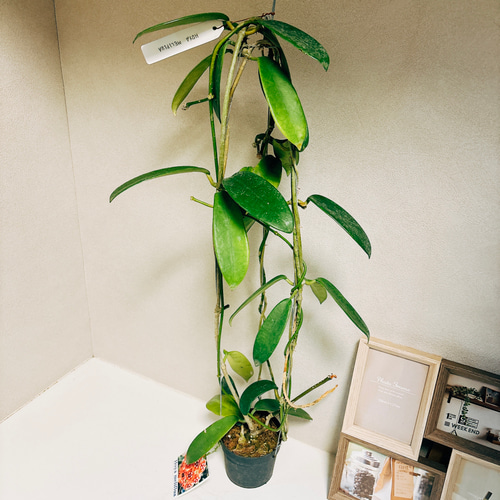 【ポットごと】ホヤ　メリフルア　hoya　meliflua 楽天市場】（観葉植物）ホヤ メリフルア 3号（1鉢） : charm 楽天市場店