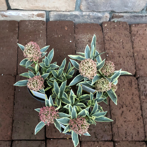 スキミア「マジックマルロー」 その他素材 Comu＊Garden 通販 16872153