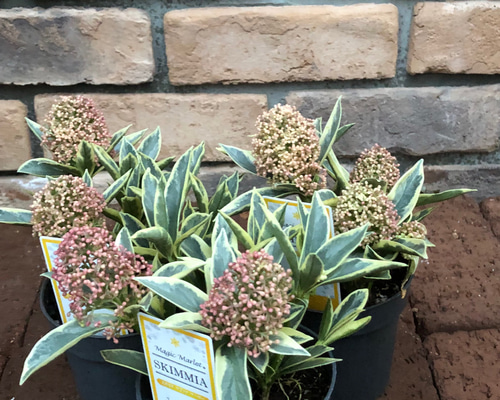 スキミア「マジックマルロー」 その他素材 Comu＊Garden 通販 16872153