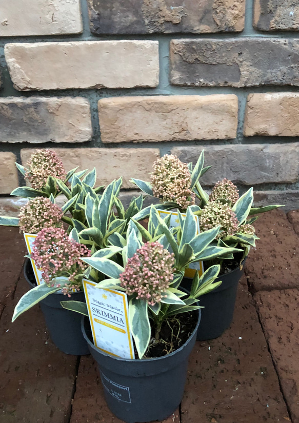 スキミア「マジックマルロー」 その他素材 Comu＊Garden 通販 16872153