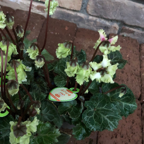 ミニシクラメン「森の妖精」アンティークグリーンの花がシック