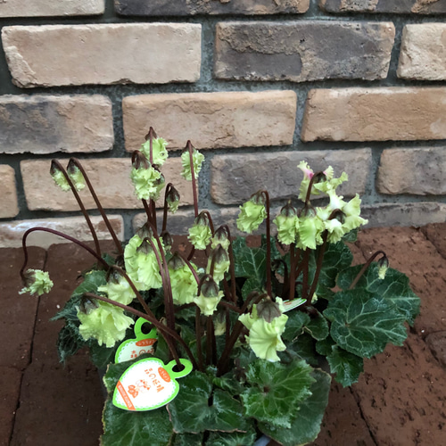 tami様　確認用　シクラメン　森の妖精アンティーク tami様 確認用 シクラメン 森の妖精アンティーク tami様 確認用