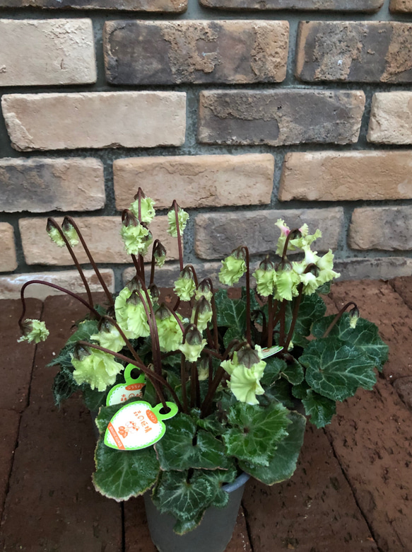 ミニシクラメン「森の妖精」アンティークグリーンの花がシック