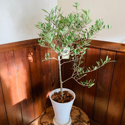 再販 オリーブの木 エルグレコ ワイルドロックテラコッタ鉢植え 苗