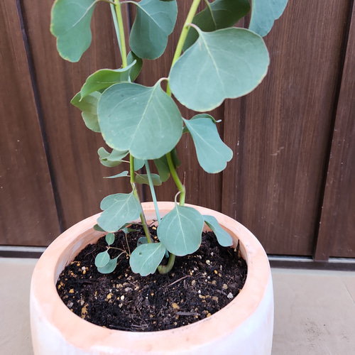 まん丸葉が可愛い❤️　ユーカリ　ポポラス　テラコッタ鉢植え　苗　苗木 まん丸葉が可愛い♡ユーカリポポラス テラコッタ鉢植え 苗 シンボル