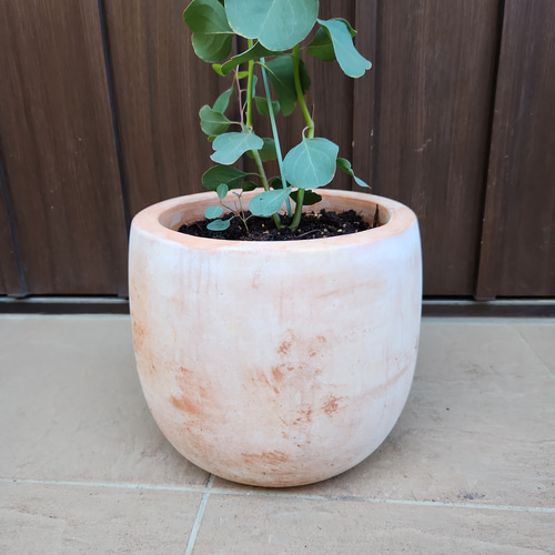 まん丸葉が可愛い♡ユーカリポポラス テラコッタ鉢植え 苗 シンボル