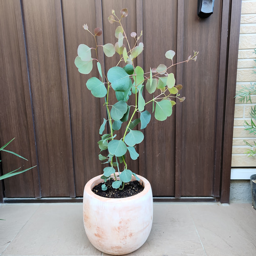 まん丸葉が可愛い❤️　ユーカリ　ポポラス　テラコッタ鉢植え　苗　苗木 まん丸葉が可愛い♡ユーカリポポラス テラコッタ鉢植え 苗 シンボル