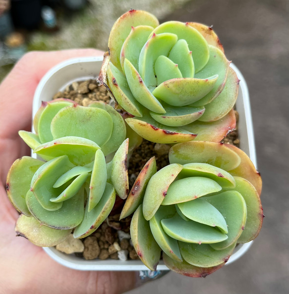 多肉植物 ピーチプリデ 抜き苗 エケベリア 【公式通販】