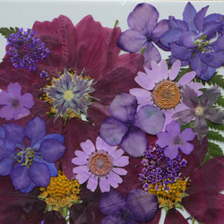 ♡パープル.押し花素材　押し花～  天然素材10種セット30輪♪ 4枚目の画像