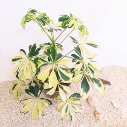 　シェフレラ　ジェニーネ　観葉植物　ハイドロカルチャー 2枚目の画像