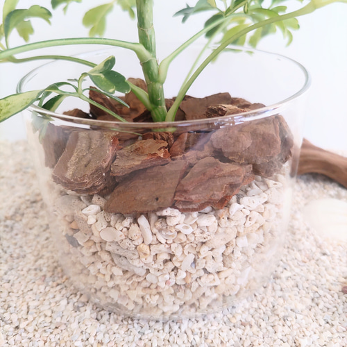 シェフレラ ジェニーネ 観葉植物 ハイドロカルチャー その他インテリア 