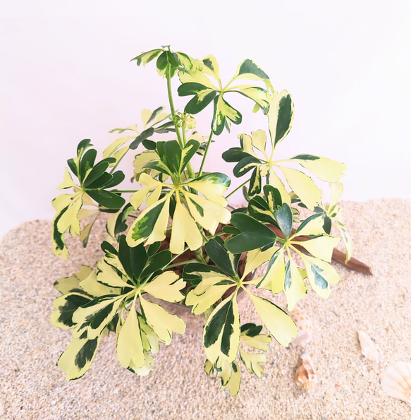 　シェフレラ　ジェニーネ　観葉植物　ハイドロカルチャー 3枚目の画像