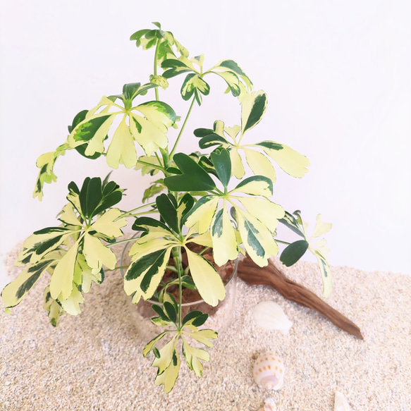 シェフレラ ジェニーネ 観葉植物 ハイドロカルチャー その他インテリア 