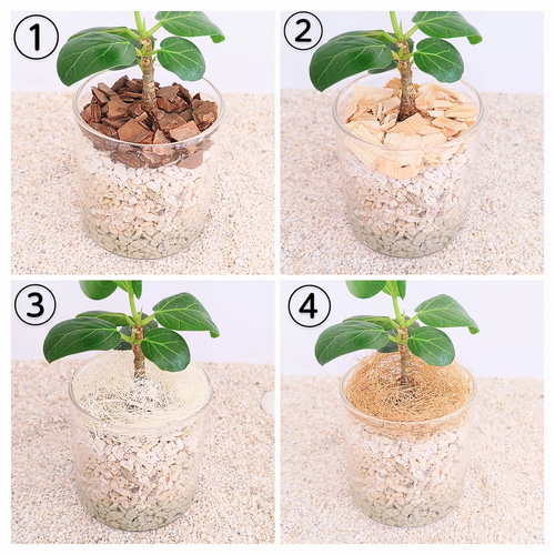 シェフレラ ジェニーネ 観葉植物 ハイドロカルチャー その他インテリア 