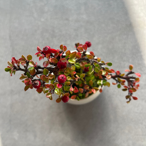 御予約品】紅紫檀 盆栽 bonsaikiki 通販 16873617｜Creema(クリーマ)