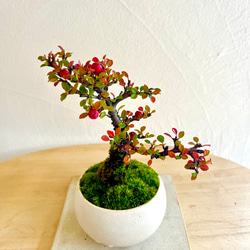 御予約品】紅紫檀 盆栽 bonsaikiki 通販 16873617｜Creema(クリーマ)