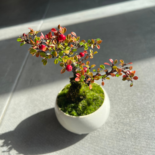 紅紫檀無垢材　花瓶 紫檀| 花瓶瓶形简约素雅，手工雕纹，百搭各色案几，插花卉、置