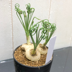 複数株！  Albuca spiralis cv Frizzle sizzle アルブカ スピラリス フリズルシズル 3枚目の画像