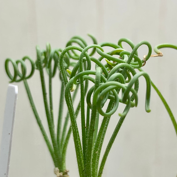 複数株！  Albuca spiralis cv Frizzle sizzle アルブカ スピラリス フリズルシズル 7枚目の画像