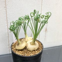 複数株！  Albuca spiralis cv Frizzle sizzle アルブカ スピラリス フリズルシズル 2枚目の画像