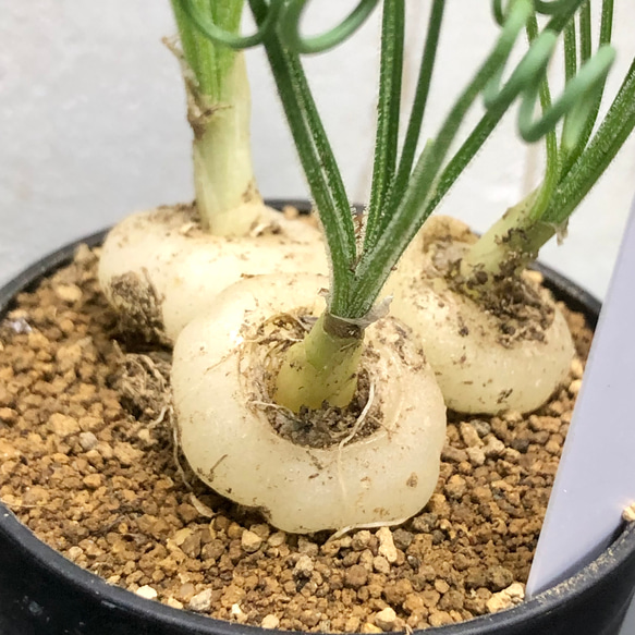 複数株！  Albuca spiralis cv Frizzle sizzle アルブカ スピラリス フリズルシズル 5枚目の画像