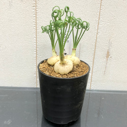 複数株！  Albuca spiralis cv Frizzle sizzle アルブカ スピラリス フリズルシズル 1枚目の画像